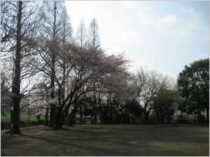 sakura20120406-1.jpg