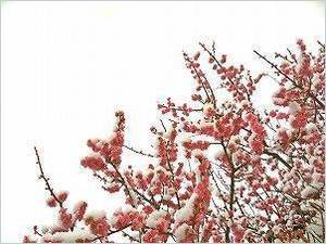 ume.jpg