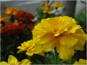 flower20120419-2.jpg