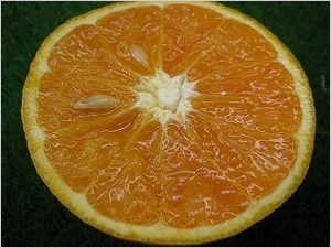 kankitu20120514-3.jpg