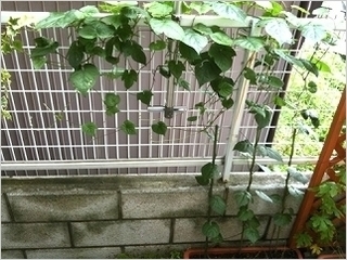 あさがお2.jpg